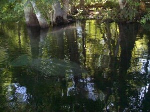 MANATEES.....THEY'RE BACK!